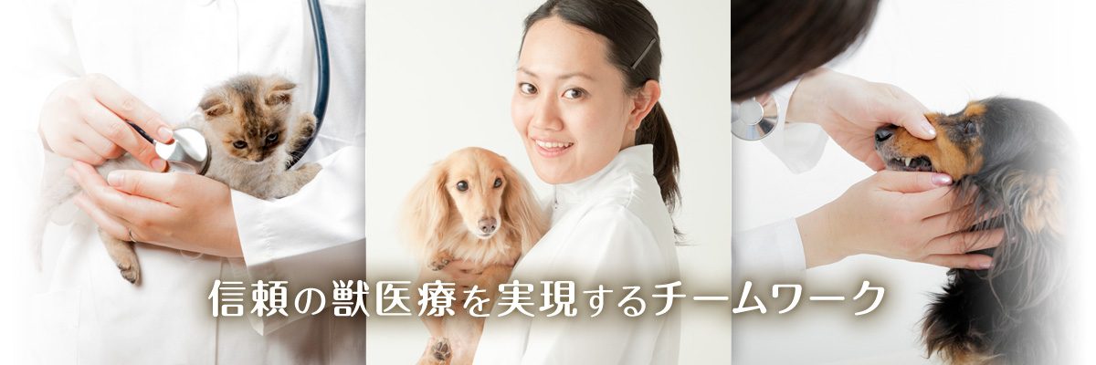 信頼の獣医療を実現するチームワーク